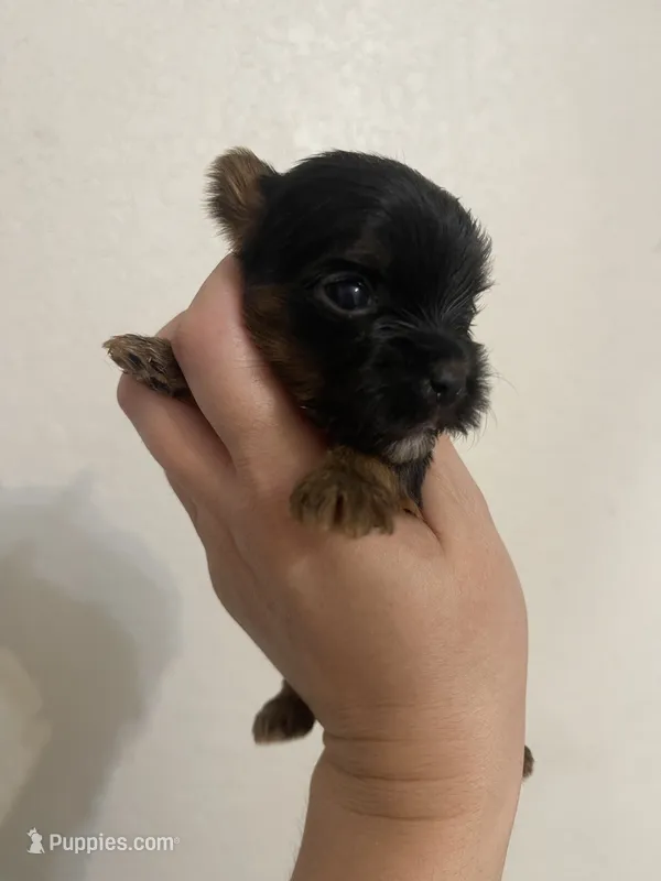 Traditional female  – Yorkshire Terrier puppy for sale in San Antonio, TX