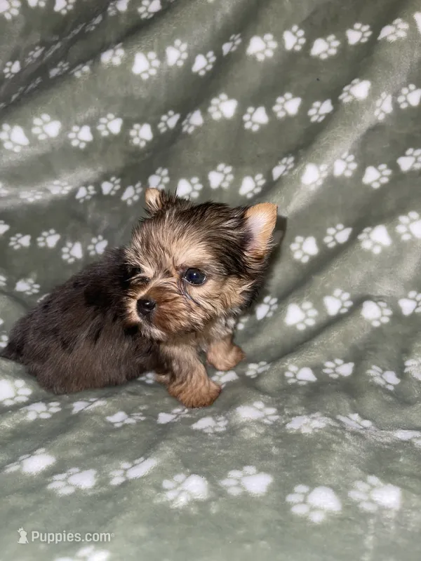 Merle female – Yorkshire Terrier puppy for sale in San Antonio, TX