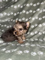 Merle female, a female Yorkshire Terrier for sale in San Antonio, TX – 1 of 10