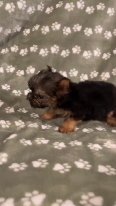 Traditional female, a female Yorkshire Terrier for sale in San Antonio, TX – 4 of 9