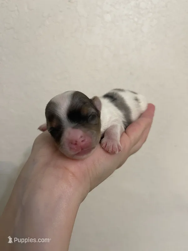 Registered blueberry male, a male Yorkshire Terrier for sale in San Antonio, TX – 1 of 5