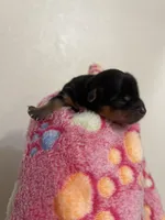 Registered traditional male, a male Yorkshire Terrier for sale in San Antonio, TX – Photo 3 of 5
