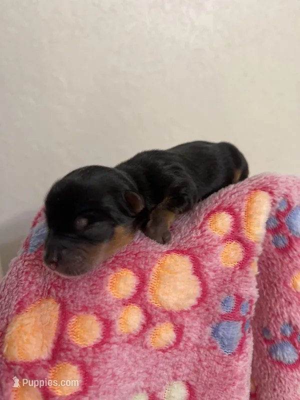 Registered traditional male – Yorkshire Terrier puppy for sale in San Antonio, TX