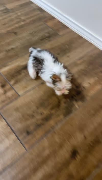 *blue eye* Blueberry male, a male Yorkshire Terrier for sale in San Antonio, TX – 4 of 6
