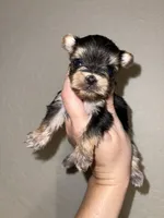 Traditional male, a male Yorkshire Terrier for sale in San Antonio, TX – 9 of 10