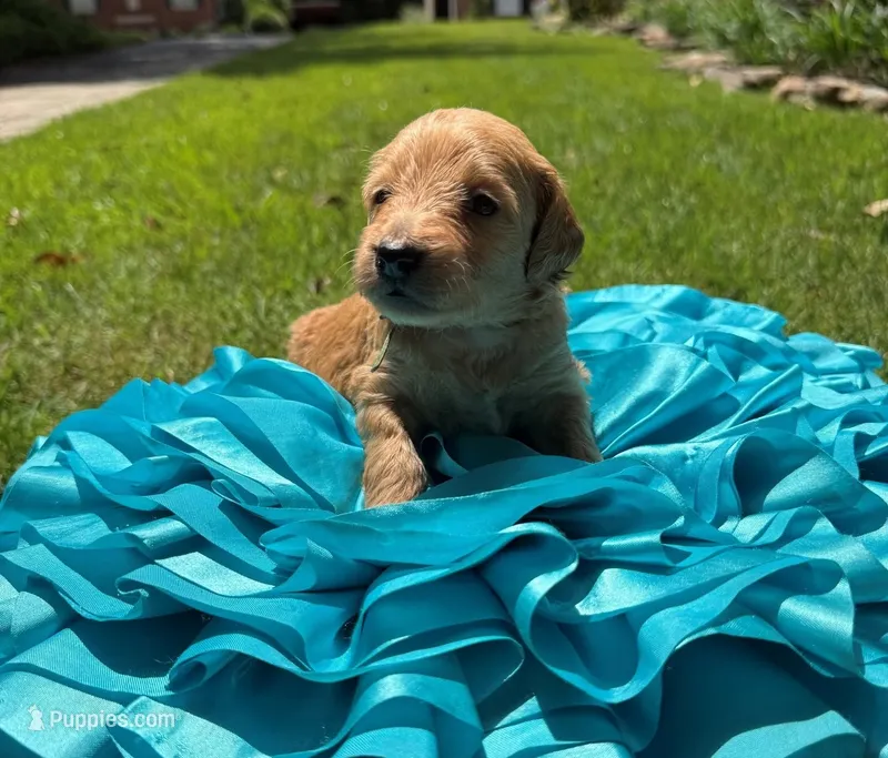 Witt – Miniature Goldendoodle, Miniature Labradoodle puppy for sale in LaGrange, GA