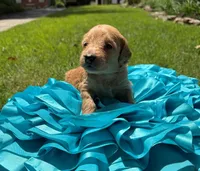 Witt, a male Miniature Goldendoodle and Miniature Labradoodle for sale in LaGrange, GA – 1 of 8