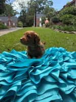 Mia, a female Miniature Goldendoodle and Miniature Labradoodle for sale in LaGrange, GA – 6 of 7