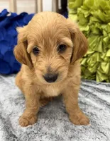 Reduced!  Witt, a male Miniature Goldendoodle and Miniature Labradoodle for sale in LaGrange, GA – 2 of 10