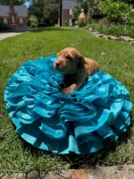 Millie, a female Miniature Goldendoodle and Miniature Labradoodle for sale in LaGrange, GA – 4 of 8