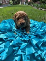 Annabelle, a female Miniature Goldendoodle and Miniature Labradoodle for sale in LaGrange, GA – 3 of 7