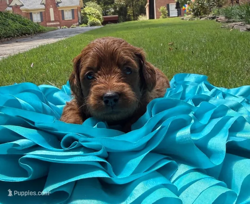 Sam – Miniature Goldendoodle, Miniature Labradoodle puppy for sale in LaGrange, GA