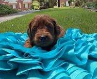 Sam, a male Miniature Goldendoodle and Miniature Labradoodle for sale in LaGrange, GA – 1 of 9