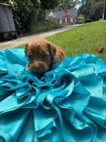 Mia, a female Miniature Goldendoodle and Miniature Labradoodle for sale in LaGrange, GA – 4 of 7