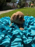 Lily, a female Miniature Goldendoodle and Miniature Labradoodle for sale in LaGrange, GA – 4 of 4