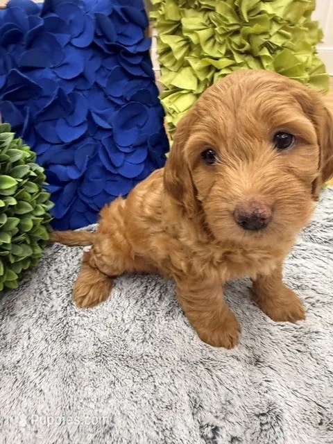 Millie – Miniature Goldendoodle, Miniature Labradoodle puppy for sale in LaGrange, GA