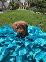 Annabelle, a female Miniature Goldendoodle and Miniature Labradoodle for sale in LaGrange, GA – 7 of 7