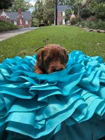 Sam, a male Miniature Goldendoodle and Miniature Labradoodle for sale in LaGrange, GA – 8 of 9