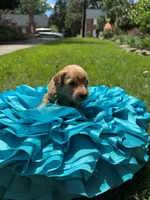 Witt, a male Miniature Goldendoodle and Miniature Labradoodle for sale in LaGrange, GA – 3 of 8