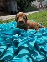 Max, a male Miniature Goldendoodle and Miniature Labradoodle for sale in LaGrange, GA – 3 of 5