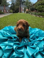 Mia, a female Miniature Goldendoodle and Miniature Labradoodle for sale in LaGrange, GA – 5 of 7