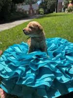 Witt, a male Miniature Goldendoodle and Miniature Labradoodle for sale in LaGrange, GA – 4 of 8