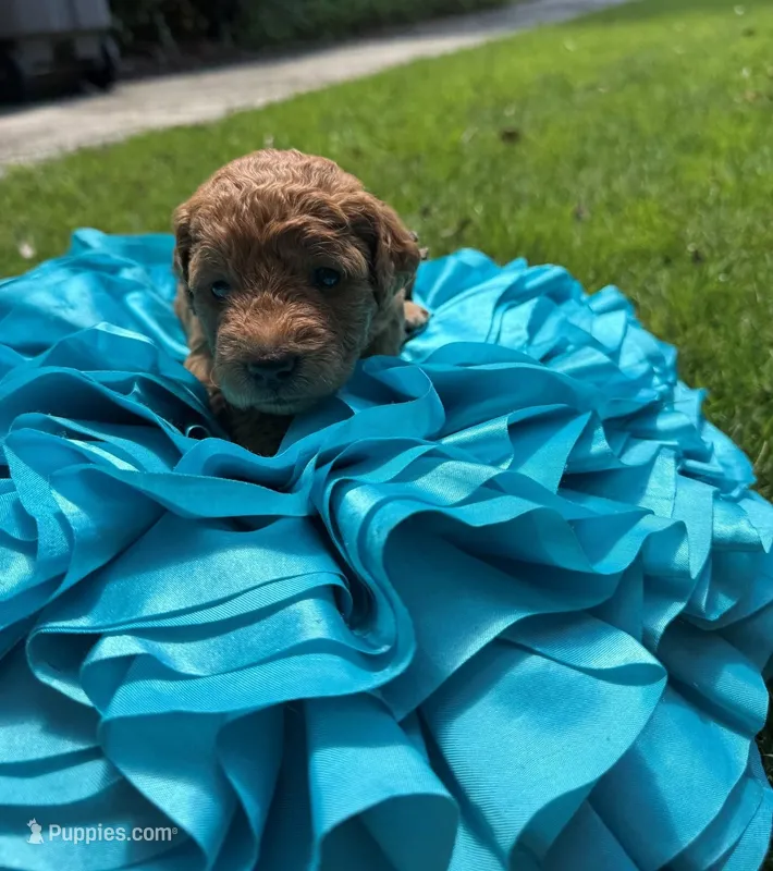 Annabelle – Miniature Goldendoodle, Miniature Labradoodle puppy for sale in LaGrange, GA