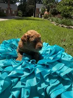Annabelle, a female Miniature Goldendoodle and Miniature Labradoodle for sale in LaGrange, GA – 2 of 7