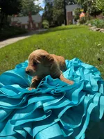 Witt, a male Miniature Goldendoodle and Miniature Labradoodle for sale in LaGrange, GA – 5 of 8