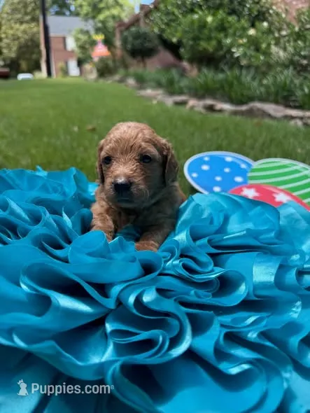 Keelie – Miniature Goldendoodle, Miniature Labradoodle puppy for sale in LaGrange, GA