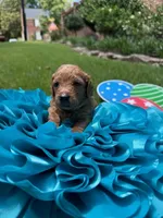 Keelie, a female Miniature Goldendoodle and Miniature Labradoodle for sale in LaGrange, GA – 1 of 6