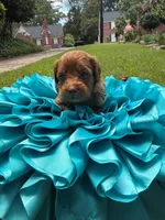 Mia, a female Miniature Goldendoodle and Miniature Labradoodle for sale in LaGrange, GA – 3 of 7