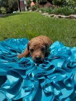 Keelie, a female Miniature Goldendoodle and Miniature Labradoodle for sale in LaGrange, GA – 6 of 6