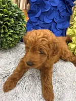 Reduced!! Max, a male Miniature Goldendoodle and Miniature Labradoodle for sale in LaGrange, GA – 3 of 8