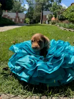 Millie, a female Miniature Goldendoodle and Miniature Labradoodle for sale in LaGrange, GA – 5 of 8