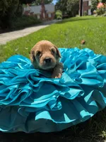 Lily, a female Miniature Goldendoodle and Miniature Labradoodle for sale in LaGrange, GA – 2 of 4