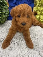 Reduced!! Max, a male Miniature Goldendoodle and Miniature Labradoodle for sale in LaGrange, GA – 2 of 8