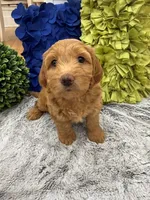 Reduced!  Millie, a female Miniature Goldendoodle and Miniature Labradoodle for sale in LaGrange, GA – 2 of 4