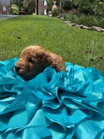 Annabelle, a female Miniature Goldendoodle and Miniature Labradoodle for sale in LaGrange, GA – 5 of 7