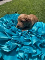 Keelie, a female Miniature Goldendoodle and Miniature Labradoodle for sale in LaGrange, GA – 5 of 6