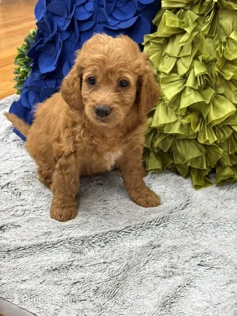 Keelie – Miniature Goldendoodle, Miniature Labradoodle puppy for sale in LaGrange, GA