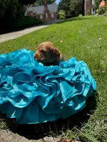 Millie, a female Miniature Goldendoodle and Miniature Labradoodle for sale in LaGrange, GA – 3 of 8