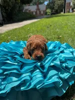 Sam, a male Miniature Goldendoodle and Miniature Labradoodle for sale in LaGrange, GA – 5 of 9