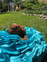 Sam, a male Miniature Goldendoodle and Miniature Labradoodle for sale in LaGrange, GA – 2 of 9