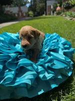 Witt, a male Miniature Goldendoodle and Miniature Labradoodle for sale in LaGrange, GA – 7 of 8