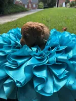 Mia, a female Miniature Goldendoodle and Miniature Labradoodle for sale in LaGrange, GA – 2 of 7