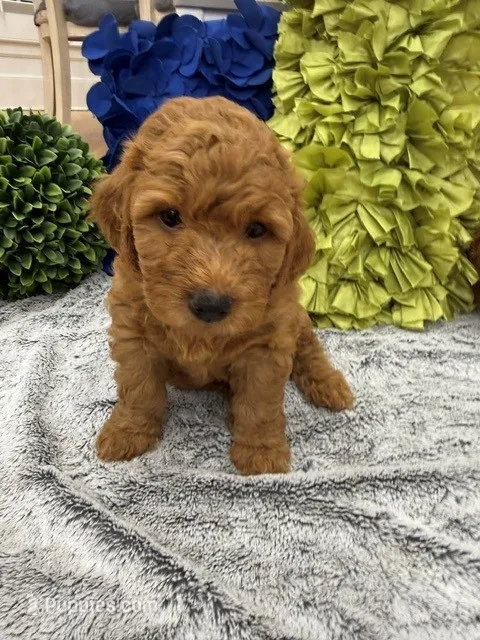 Annabelle – Miniature Goldendoodle, Miniature Labradoodle puppy for sale in LaGrange, GA