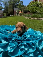 Keelie, a female Miniature Goldendoodle and Miniature Labradoodle for sale in LaGrange, GA – 4 of 6