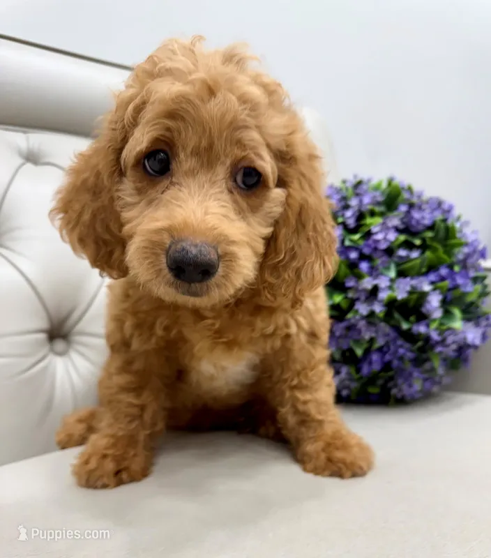 Reduced again!!  Keelie – Miniature Goldendoodle, Miniature Labradoodle puppy for sale in LaGrange, GA