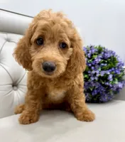 Reduced again!!  Keelie, a female Miniature Goldendoodle and Miniature Labradoodle for sale in LaGrange, GA – 1 of 2